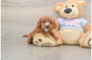 Cavapoo Puppy for Adoption