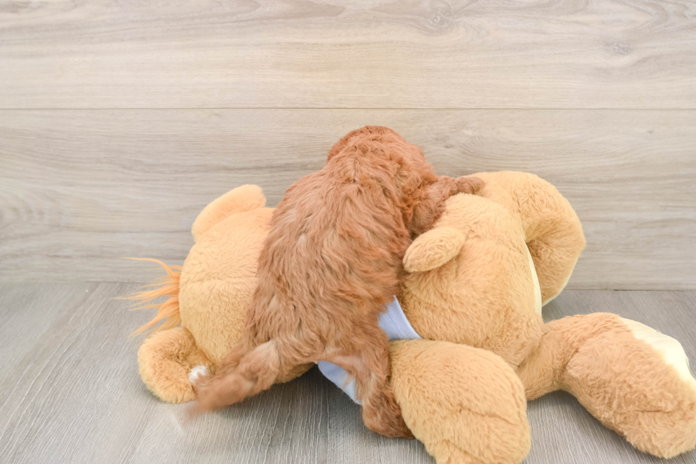 Funny Cavapoo Poodle Mix Pup
