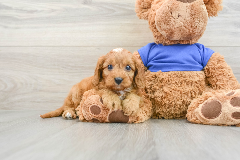 Cavapoo Pup Being Cute