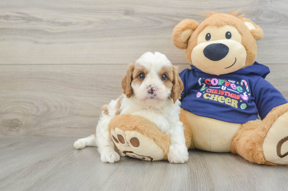 5 week old Cavapoo Puppy For Sale - Florida Fur Babies