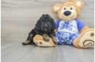 Fluffy Cavapoo Poodle Mix Pup