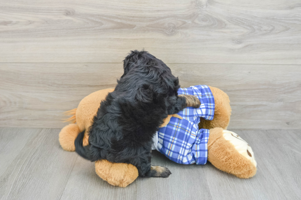 Cavapoo Pup Being Cute