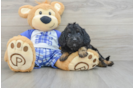 Cavapoo Puppy for Adoption