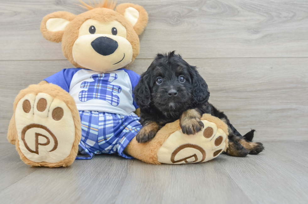 5 week old Cavapoo Puppy For Sale - Florida Fur Babies