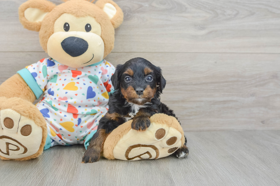 8 week old Cavapoo Puppy For Sale - Florida Fur Babies