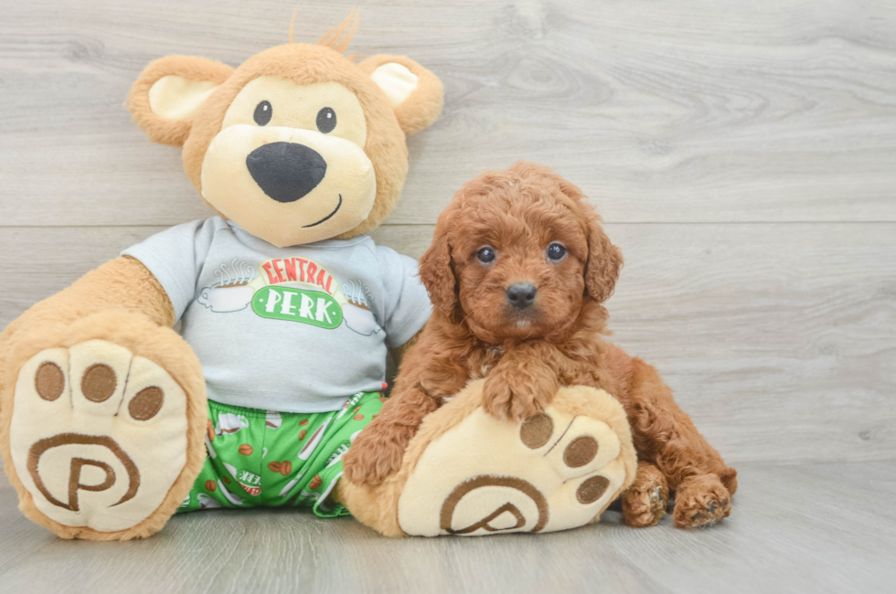 6 week old Cavapoo Puppy For Sale - Florida Fur Babies