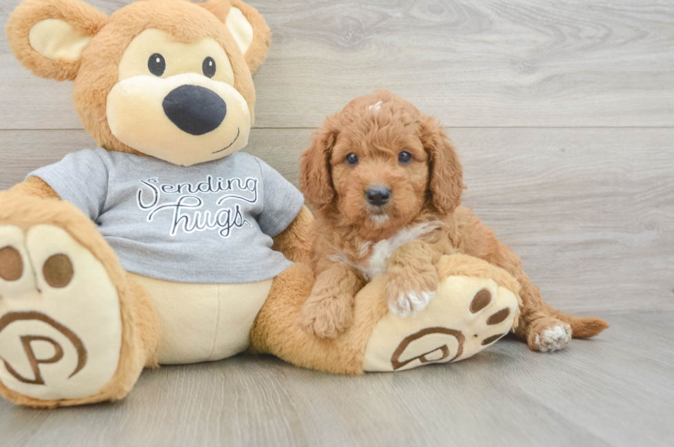 5 week old Cavapoo Puppy For Sale - Florida Fur Babies