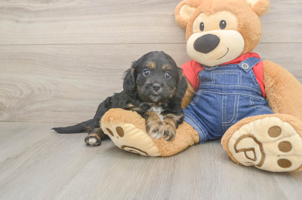 5 week old Cavapoo Puppy For Sale - Florida Fur Babies
