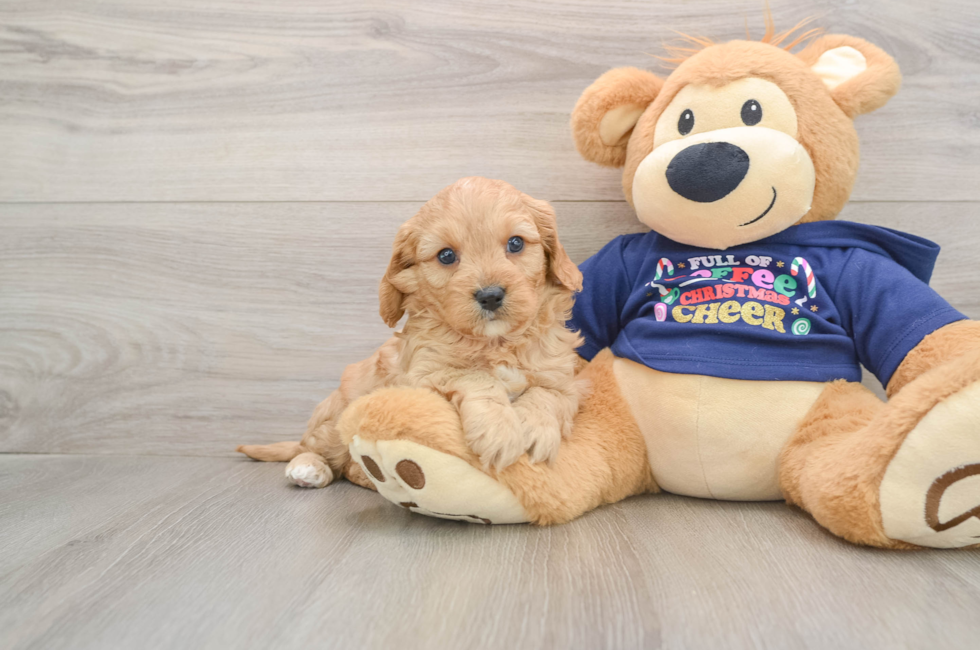 5 week old Cavapoo Puppy For Sale - Florida Fur Babies