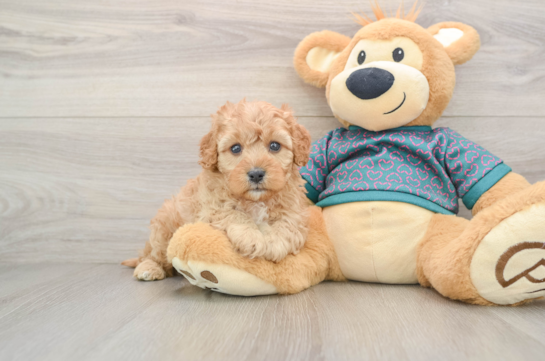 Funny Cavapoo Poodle Mix Pup