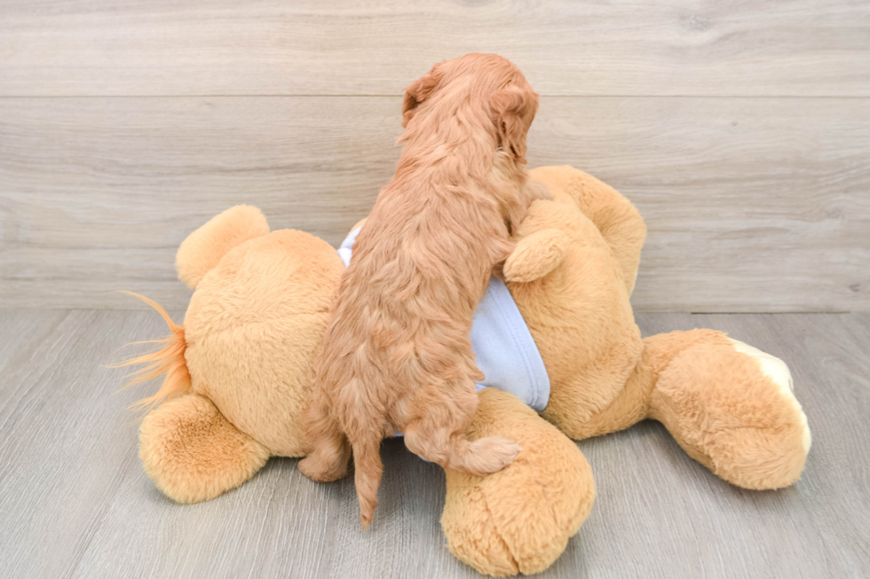 Best Cavapoo Baby