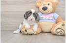 Cavapoo Puppy for Adoption