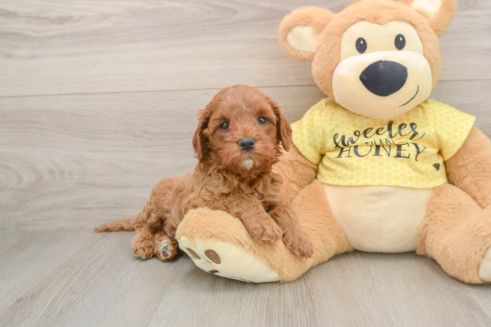 Small Cavapoo Baby