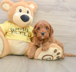8 week old Cavapoo Puppy For Sale - Florida Fur Babies