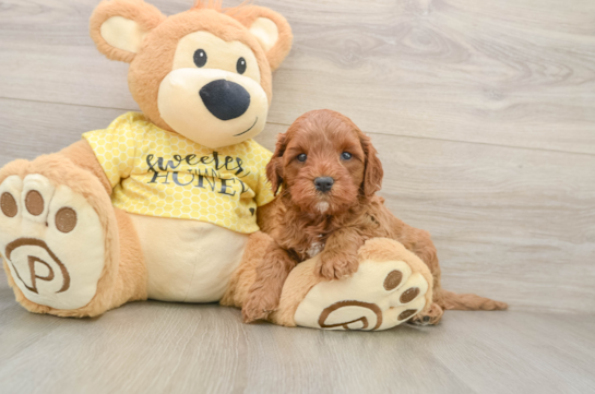 Cavapoo Pup Being Cute
