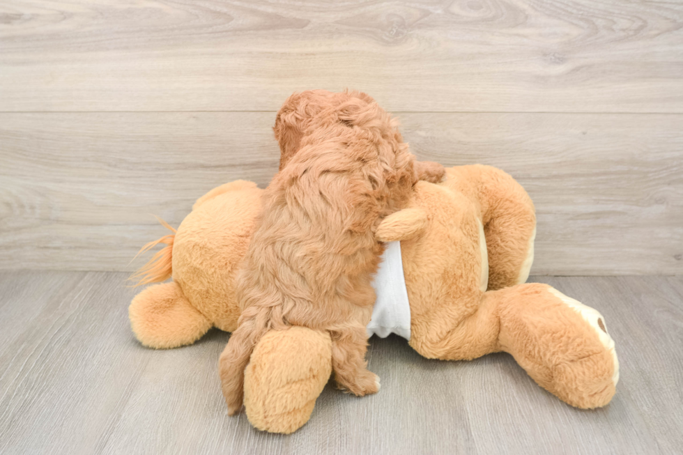 Cavapoo Puppy for Adoption