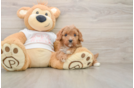 Small Cavapoo Baby