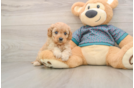 Cavapoo Puppy for Adoption