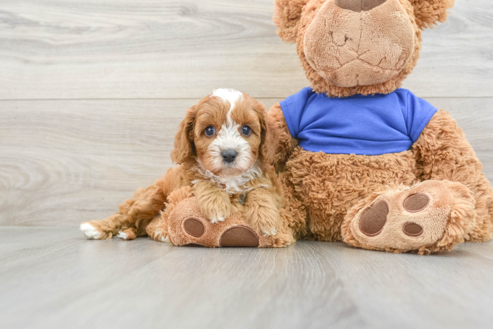 Best Cavapoo Baby