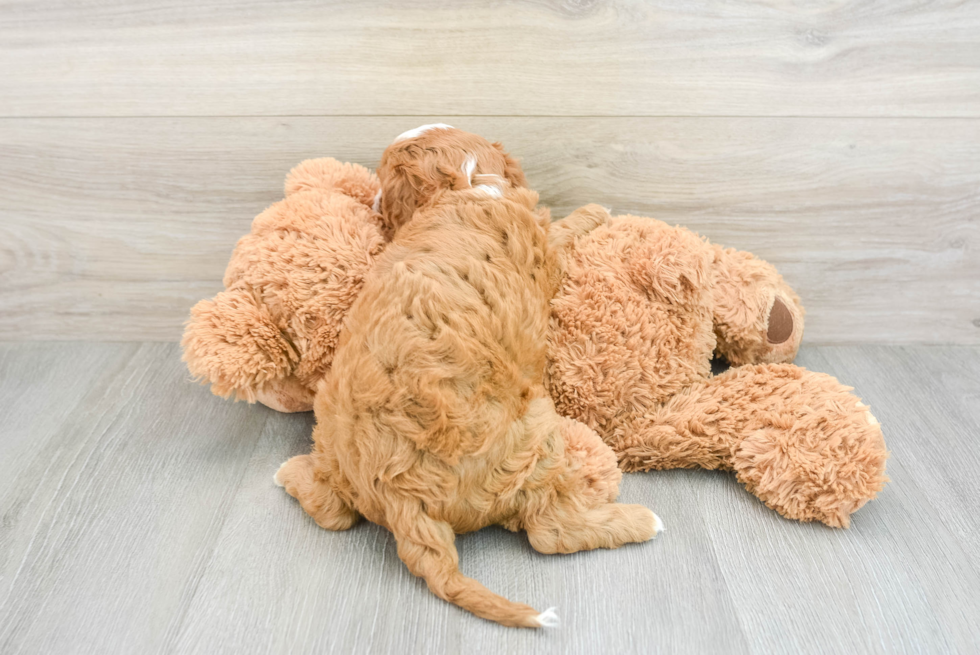 Friendly Cavapoo Baby