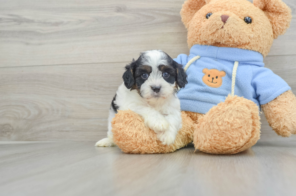 5 week old Cavapoo Puppy For Sale - Florida Fur Babies