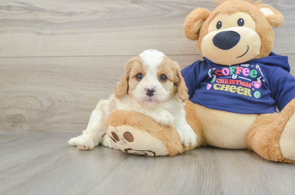 5 week old Cavapoo Puppy For Sale - Florida Fur Babies