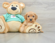 7 week old Cavapoo Puppy For Sale - Florida Fur Babies