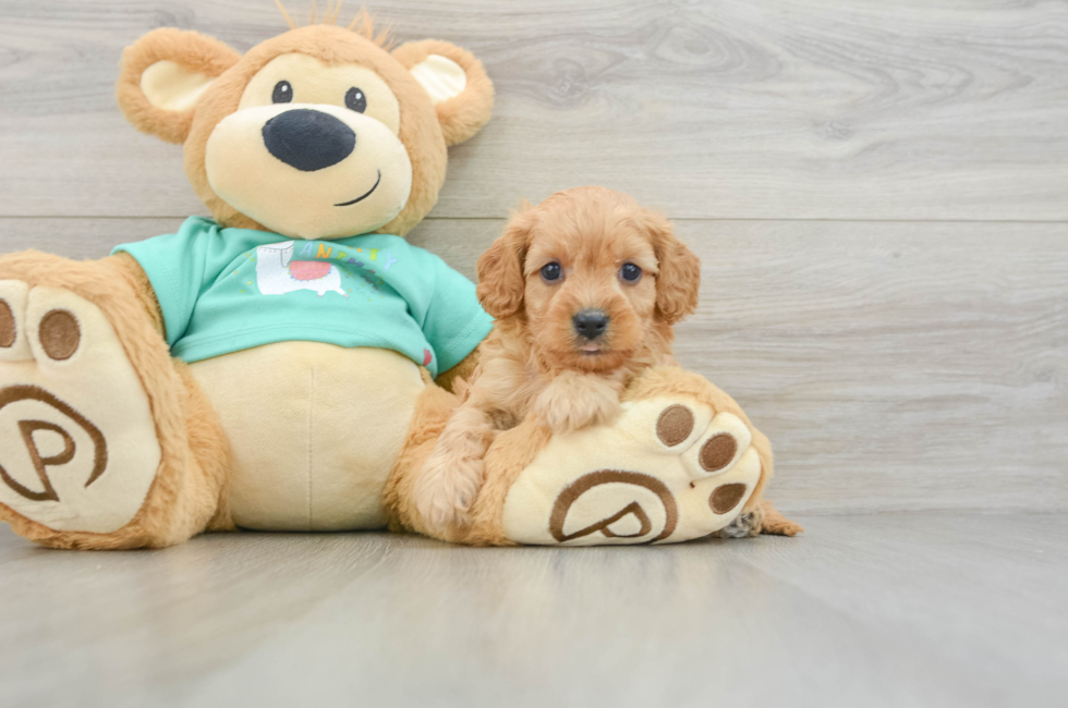 6 week old Cavapoo Puppy For Sale - Florida Fur Babies