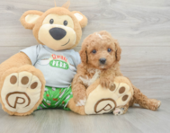 8 week old Cavapoo Puppy For Sale - Florida Fur Babies