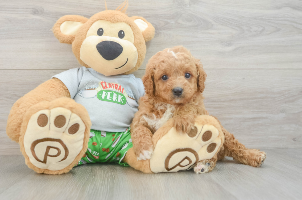 6 week old Cavapoo Puppy For Sale - Florida Fur Babies