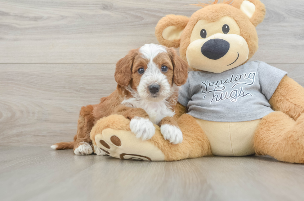 5 week old Cavapoo Puppy For Sale - Florida Fur Babies