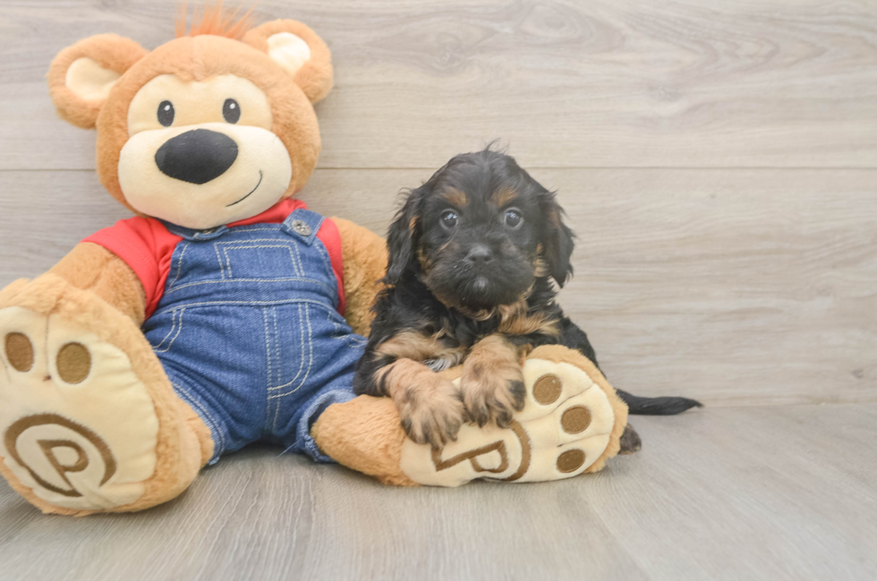 5 week old Cavapoo Puppy For Sale - Florida Fur Babies