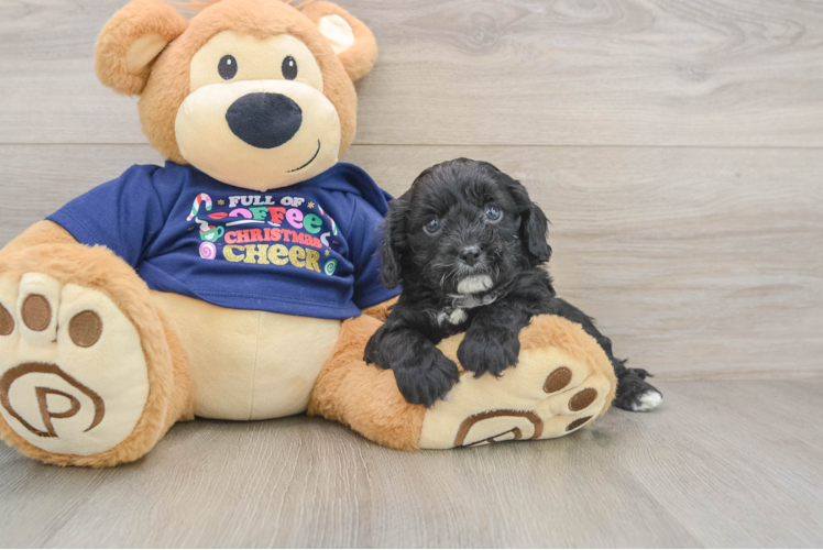 Cavapoo Pup Being Cute