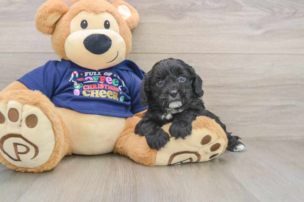 5 week old Cavapoo Puppy For Sale - Florida Fur Babies