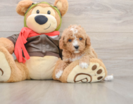 7 week old Cavapoo Puppy For Sale - Florida Fur Babies