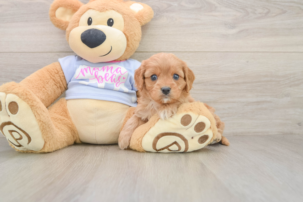 Little Cavipoo Poodle Mix Puppy