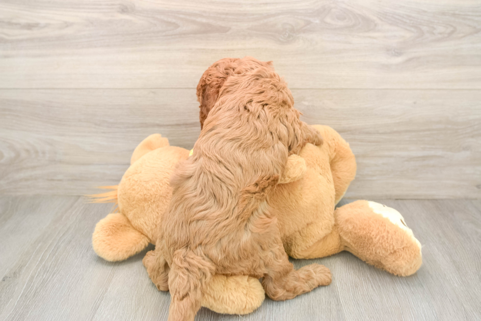 Best Cavapoo Baby