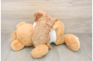 Popular Cavapoo Poodle Mix Pup