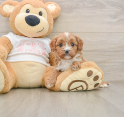 6 week old Cavapoo Puppy For Sale - Florida Fur Babies