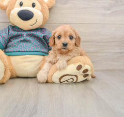 8 week old Cavapoo Puppy For Sale - Florida Fur Babies