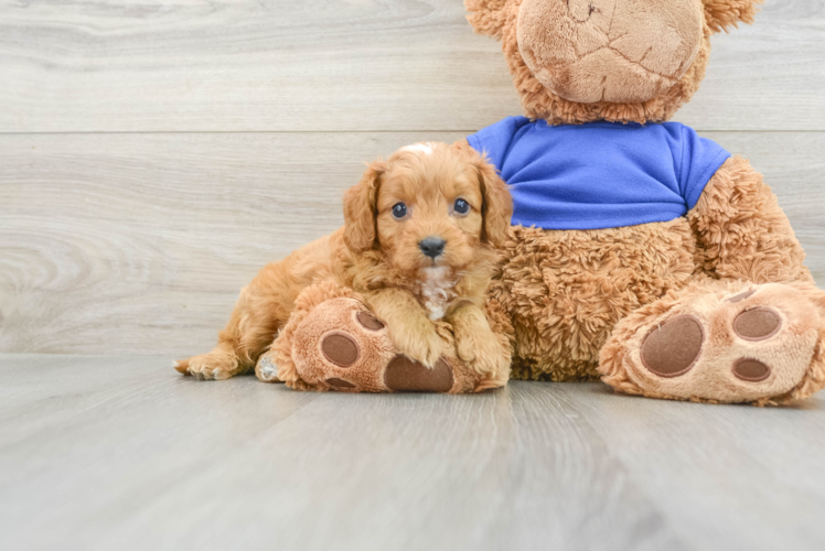 Cavapoo Puppy for Adoption