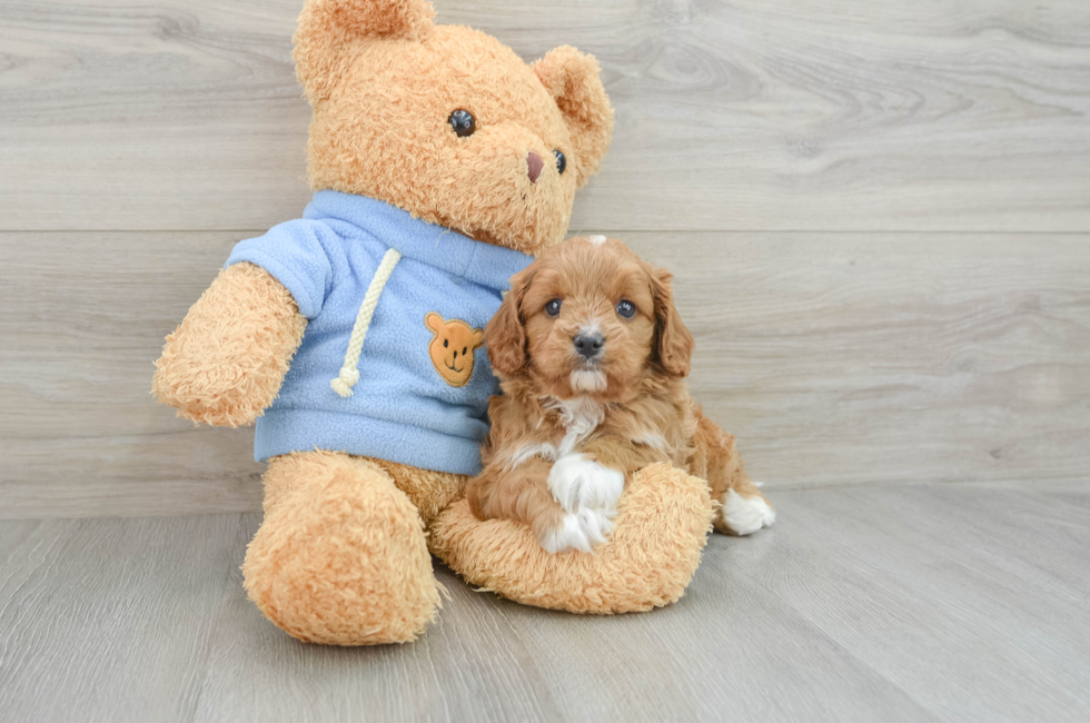 5 week old Cavapoo Puppy For Sale - Florida Fur Babies