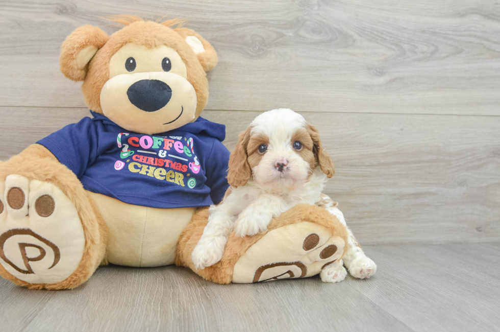 5 week old Cavapoo Puppy For Sale - Florida Fur Babies