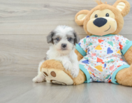 8 week old Cavapoo Puppy For Sale - Florida Fur Babies