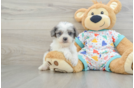 Adorable Cavalier King Charles Spaniel and Poodle Mix Poodle Mix Puppy