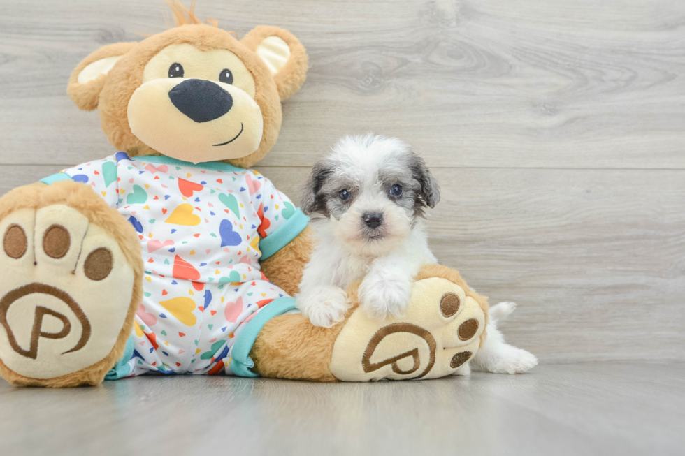 Cavapoo Puppy for Adoption