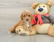 7 week old Cavapoo Puppy For Sale - Florida Fur Babies
