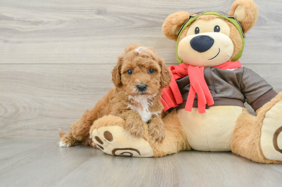 6 week old Cavapoo Puppy For Sale - Florida Fur Babies