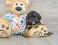 8 week old Cavapoo Puppy For Sale - Florida Fur Babies