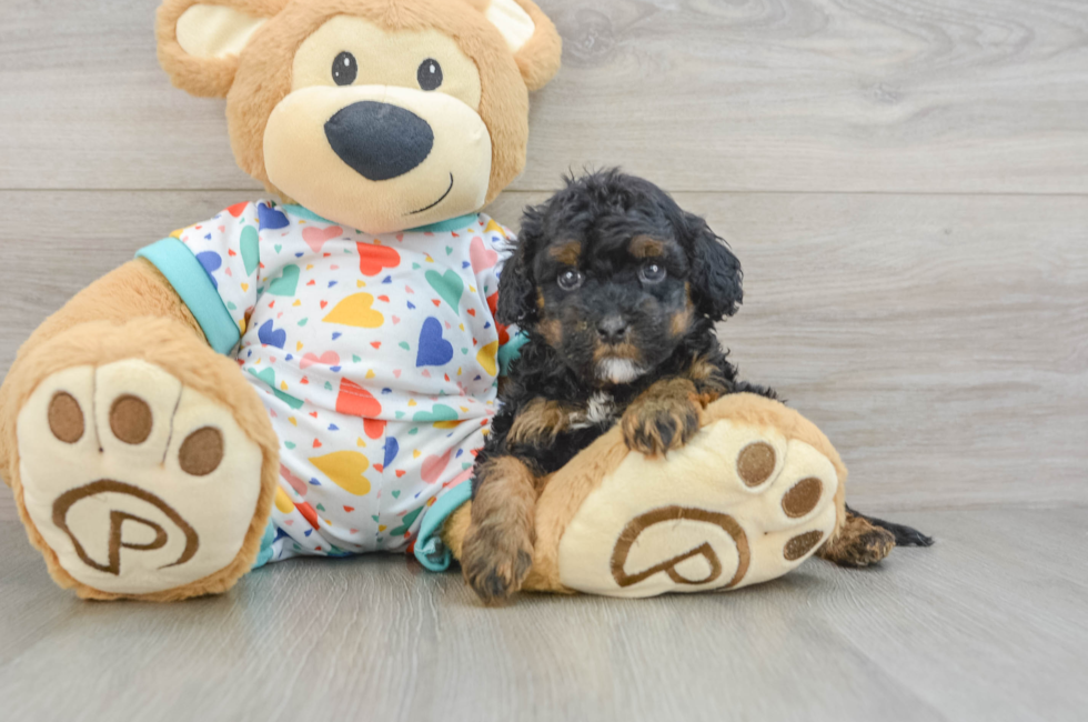 8 week old Cavapoo Puppy For Sale - Florida Fur Babies